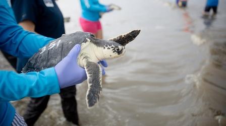 Video thumbnail: PBS NewsHour Endangered sea turtles released off the coast of Georgia