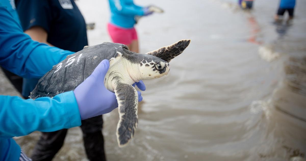 Endangered sea turtles released Gulf of Mexico at Topsail Hill