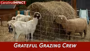 Grateful Grazing Crew | Carolina Impact