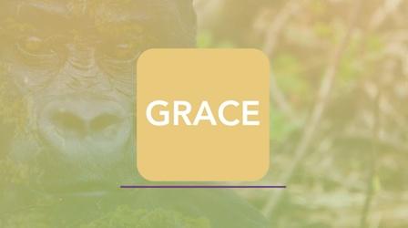 Video thumbnail: PBS12 Presents Grit, Gorillas & Grace