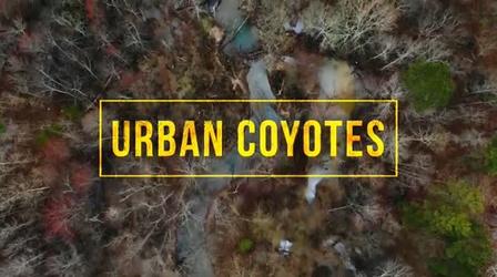 Video thumbnail: Georgia Outdoors Urban Coyotes