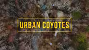 Urban Coyotes
