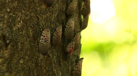 Spotted lanternfly to bug NJ for several more weeks