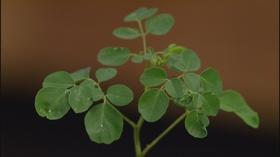 Video thumbnail: Central Texas Gardener Super Food Plants with Super Benefits