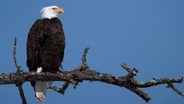 The Resurgence of the American Bald Eagles