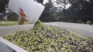 Oregon Olives