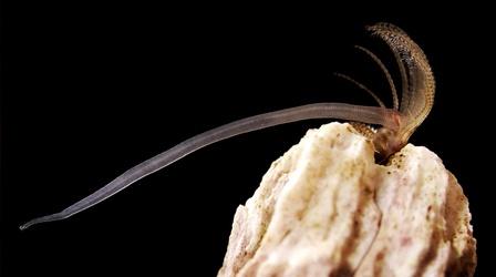 Video thumbnail: Deep Look Barnacles Go To Unbelievable Lengths to Hook Up