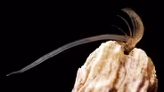 Barnacles Go To Unbelievable Lengths to Hook Up