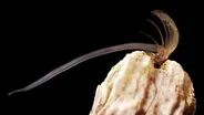 Barnacles Go To Unbelievable Lengths to Hook Up