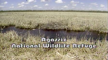 Video thumbnail: NatureScene Agassiz National Wildlife Refuge (1990)