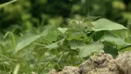 Square foot gardening on a commercial scale