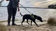 Dogs on the scent of pollution in Barnegat Bay