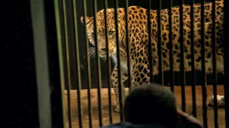 Video thumbnail: Rare Creature Clip: Persian Leopard