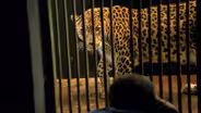 Creature Clip: Persian Leopard