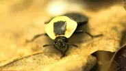 Carrion Beetle