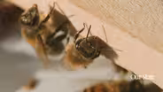 NC Bee Exchange