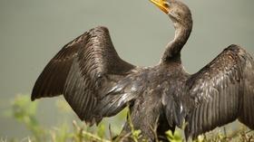 Video thumbnail: PBS NewsHour 'Nature: American Spring LIVE' tracks the change of seasons