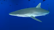 Sharks vs Bait Ball