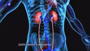 Enzyme Could Help Millions with Chronic Kidney Disease