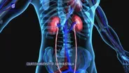 Enzyme Could Help Millions with Chronic Kidney Disease