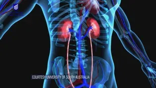 Enzyme Could Help Millions with Chronic Kidney Disease