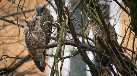 Video thumbnail: Wild Metropolis The Largest Long-Eared Owl Roost in the World