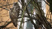 The Largest Long-Eared Owl Roost in the World