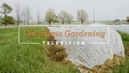 Oklahoma Gardening March 16, 2024
