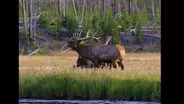 D4K: Elk