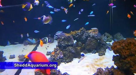 Video thumbnail: Experience Michiana The Shedd Aquarium