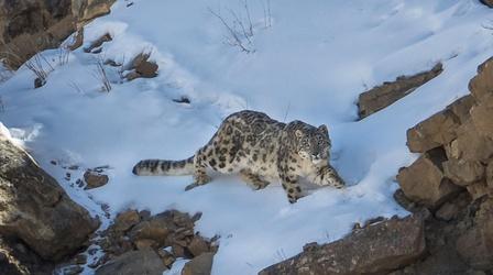 Video thumbnail: Nature The Severity of Snow Leopard Survival