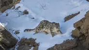 The Severity of Snow Leopard Survival