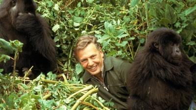 Meeting Gorillas