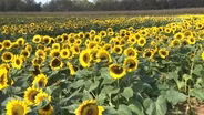 Sunflowers shine at annual Holland Ridge Farms festival