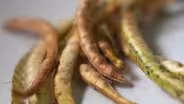 Field Trip to Utopian Seed Project