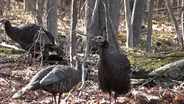 NRC Meeting, Turkey Hunts