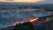 Bagworms & Wildfire Suppression