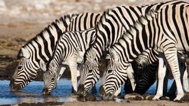 Herd Love Is In the Air: asset-mezzanine-16x9