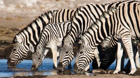 Video thumbnail: Life at the Waterhole Herd Love Is In the Air