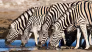 Herd Love Is In the Air