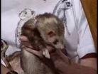 FERRET BUMPER