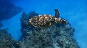 Video thumbnail: EcoSense for Living What Lies Beneath