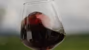Marked Tree Vineyard