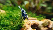 ‘Shrimp raves’ raise awareness of an endangered species
