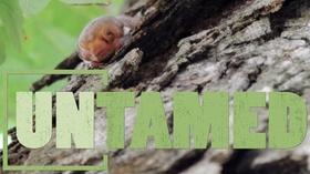 Video thumbnail: Untamed Untamed: Bats