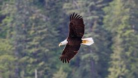Wild Bald Eagle in Flight: asset-mezzanine-16x9