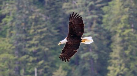 Video thumbnail: Wild Alaska Live Wild Bald Eagle in Flight