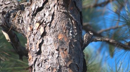 Video thumbnail: What's Wild Red Cockaded Woodpecker