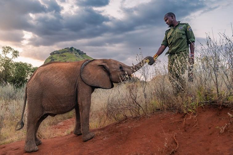 Graduation Day | Becoming Elephant: The Orphans of Reteti Poster