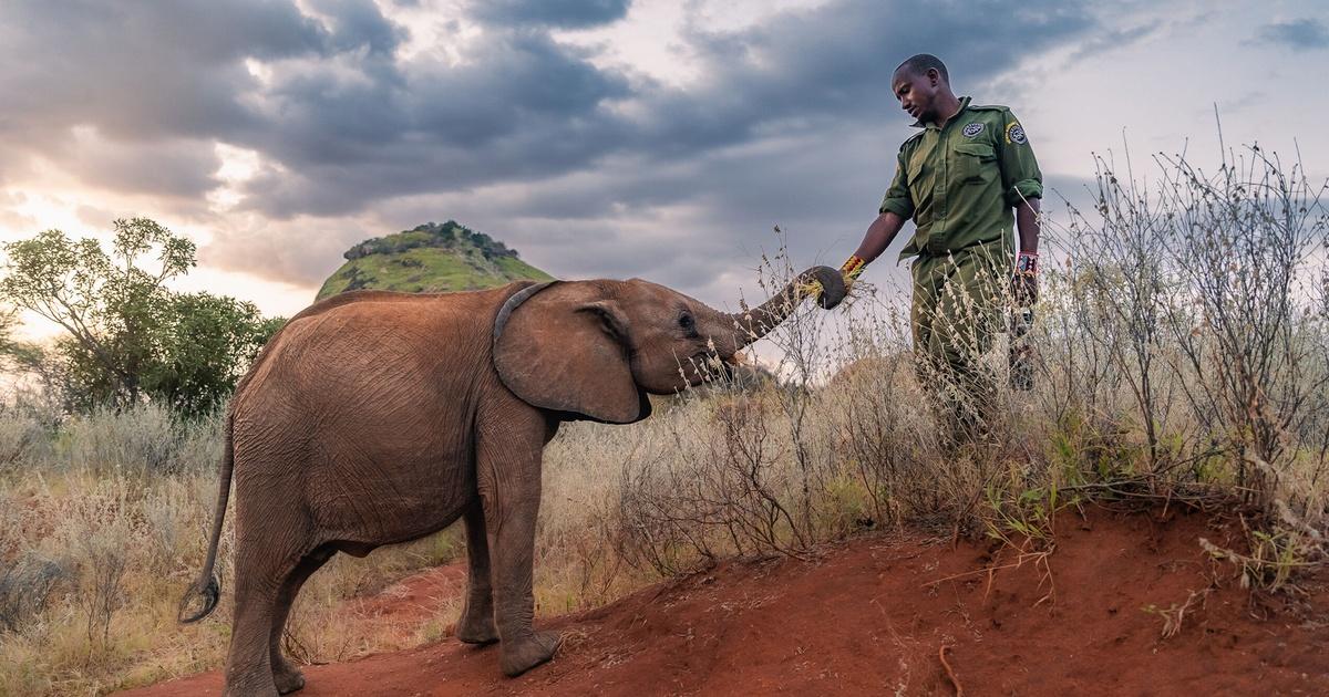 Nature | Graduation Day | Becoming Elephant: The Orphans of Reteti